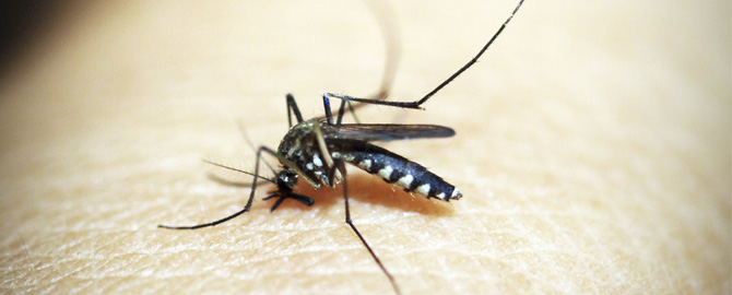 Cómo evitar las picaduras de mosquito y sus remedios.